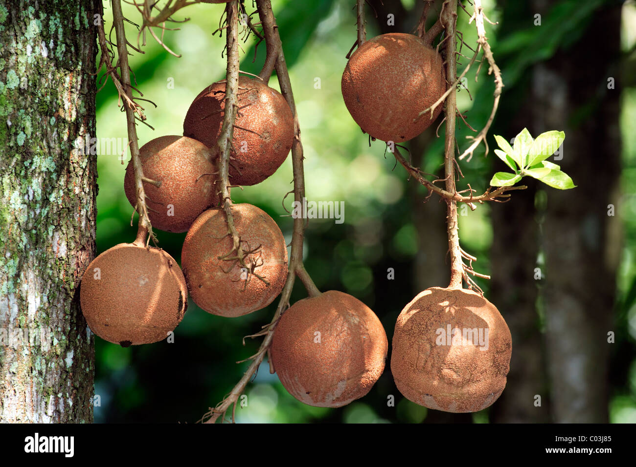Cannonball Tree (Couroupita guianensis), fruit on the tree, Singapore, Asia Stock Photo