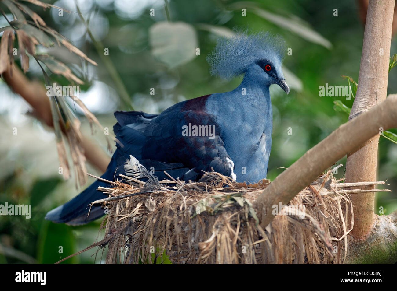 Western Crowned Pigeon (Goura cristata), adult bird nesting on a nest, New Guinea, Pacific Ocean Stock Photo