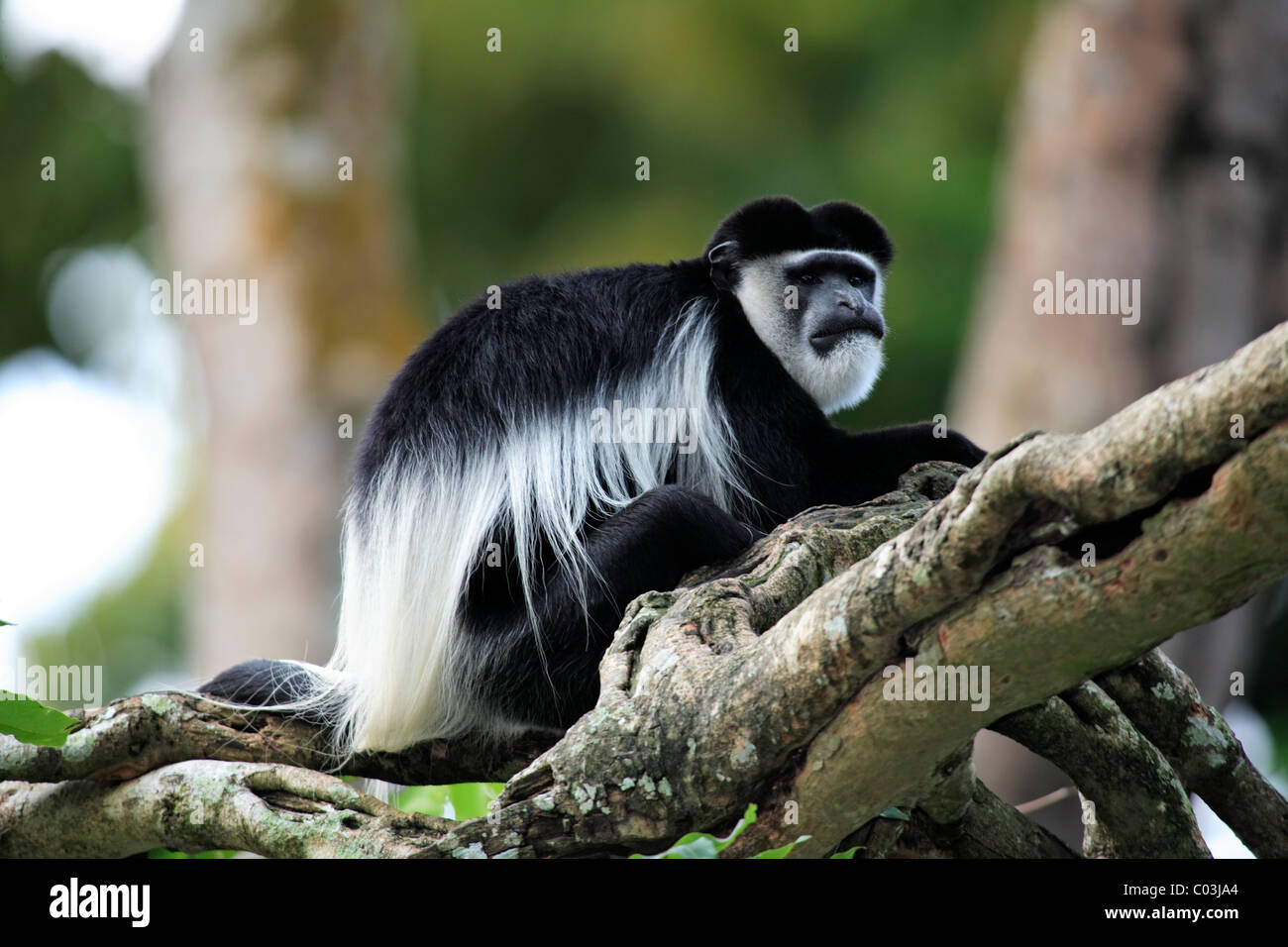 Angola Colobus (Colobus angolensis), adult male on a tree, Africa Stock Photo