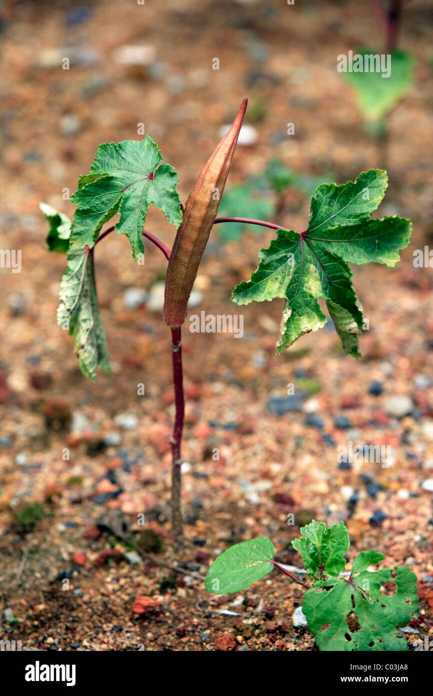 Okra or Lady's Fingers (Abelmoschus esculentus), plant with fruit Stock Photo