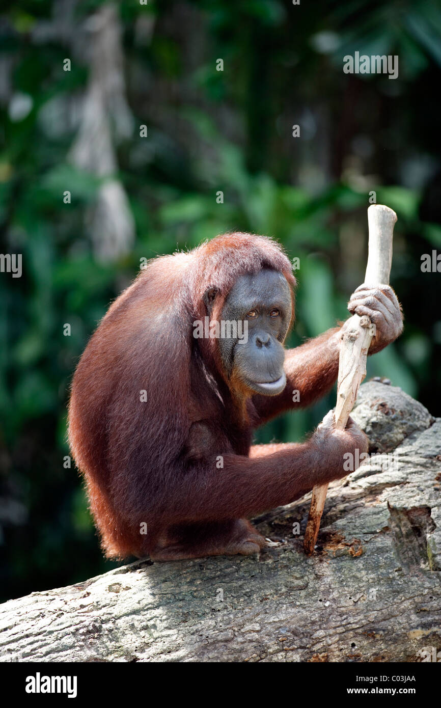 Borneo Orangutan (Pongo pygmaeus), Asia Stock Photo