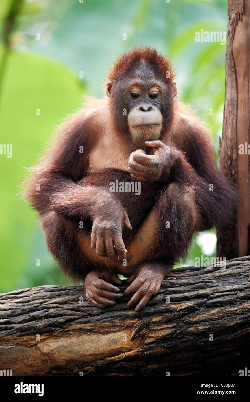 Bornean Orangutan (Pongo pygmaeus), juvenile eating in a tree, Asia Stock Photo