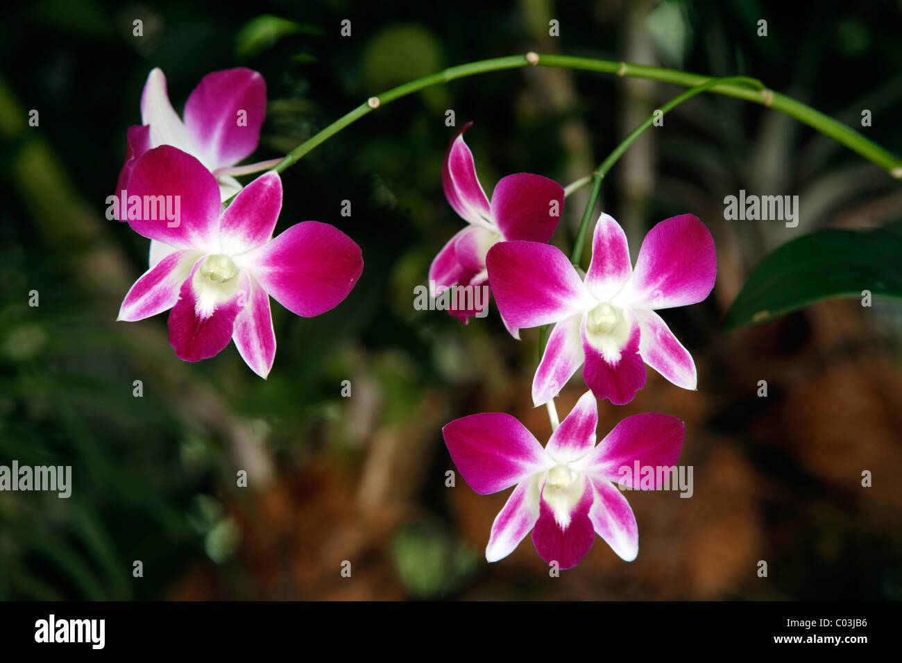 Vanda orchid, Singapore, Asia Stock Photo