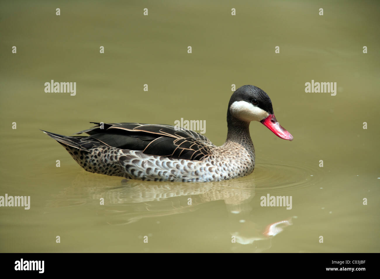 Red-billed Teal (Anas erythrorhyncha), adult bird swimming, Africa Stock Photo