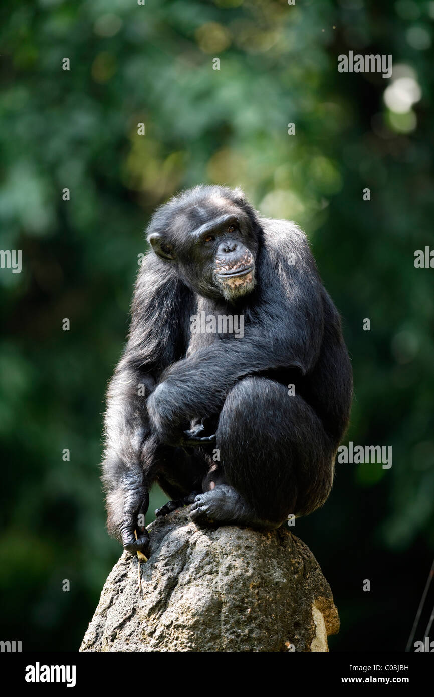 Male chimpanzee and rocks hi-res stock photography and images - Alamy