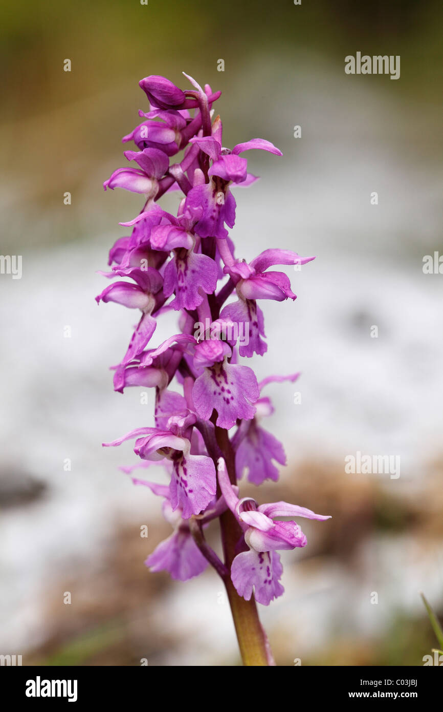 Early purple orchid (Orchis mascula), Burren, County Clare, Ireland, Europe Stock Photo