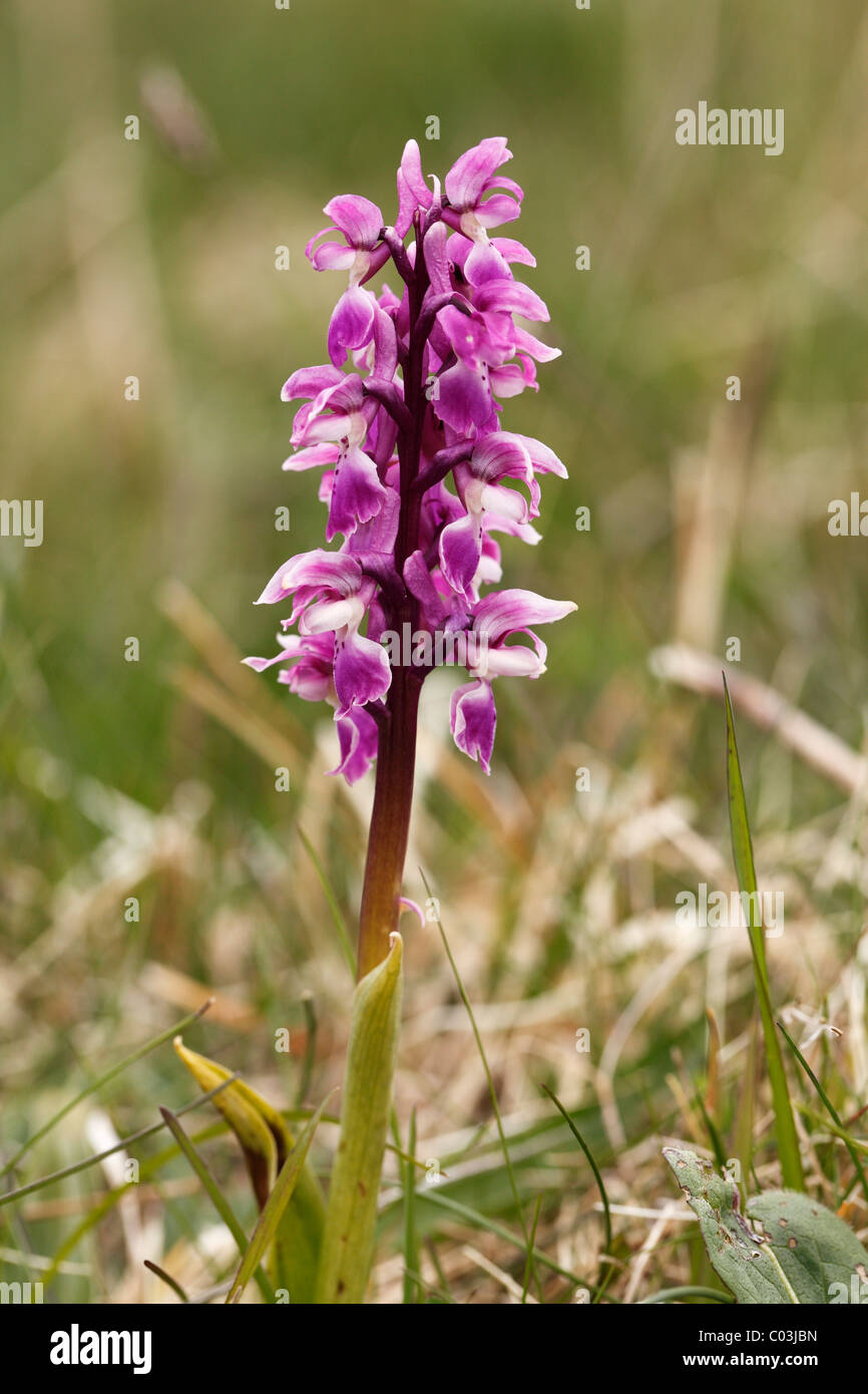 Early purple orchid (Orchis mascula), Burren, County Clare, Ireland, Europe Stock Photo