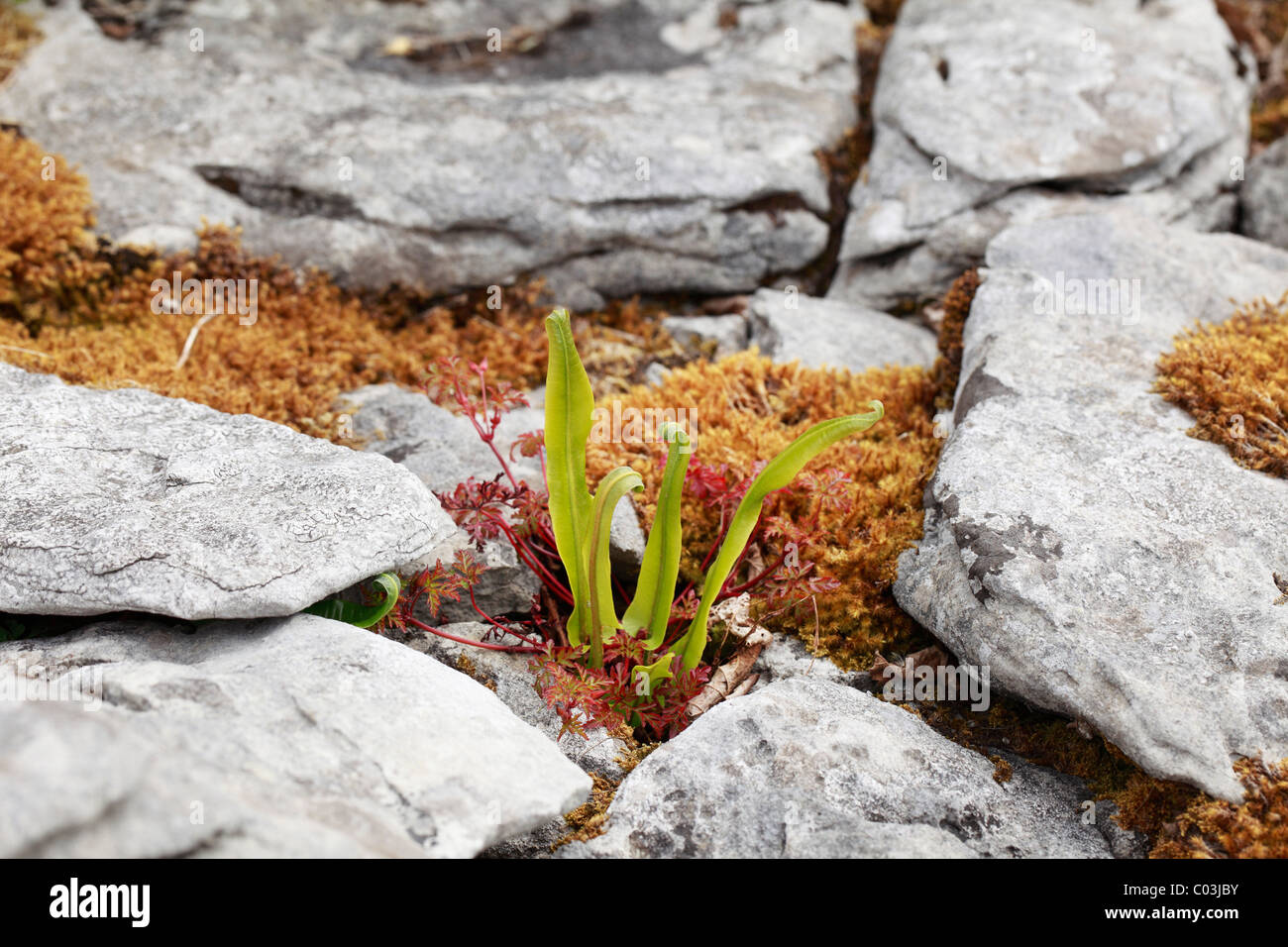 Hart's-tongue fern (Phyllitis scolopendrium), Burren, Clare, Ireland, Europe Stock Photo