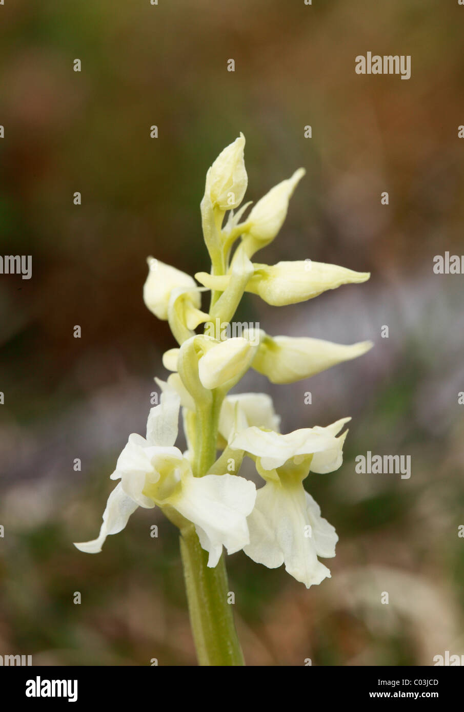 White variety of Early purple orchid (Orchis mascula), Burren, County Clare, Ireland, Europe Stock Photo