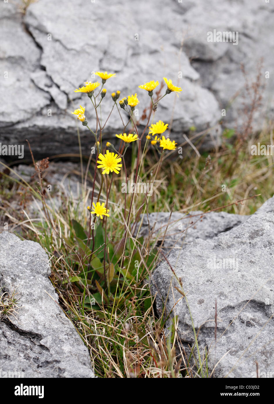 Hawkweed (Hieracium argillaceum, Hieracium lachenalii), Burren, County Clare, Ireland, Europe Stock Photo
