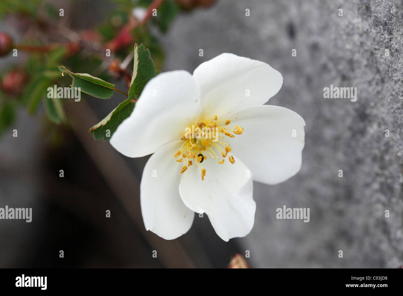 Flower of Burnet rose (Rosa pimpinellifolia), Burren, County Clare, Ireland, Europe Stock Photo
