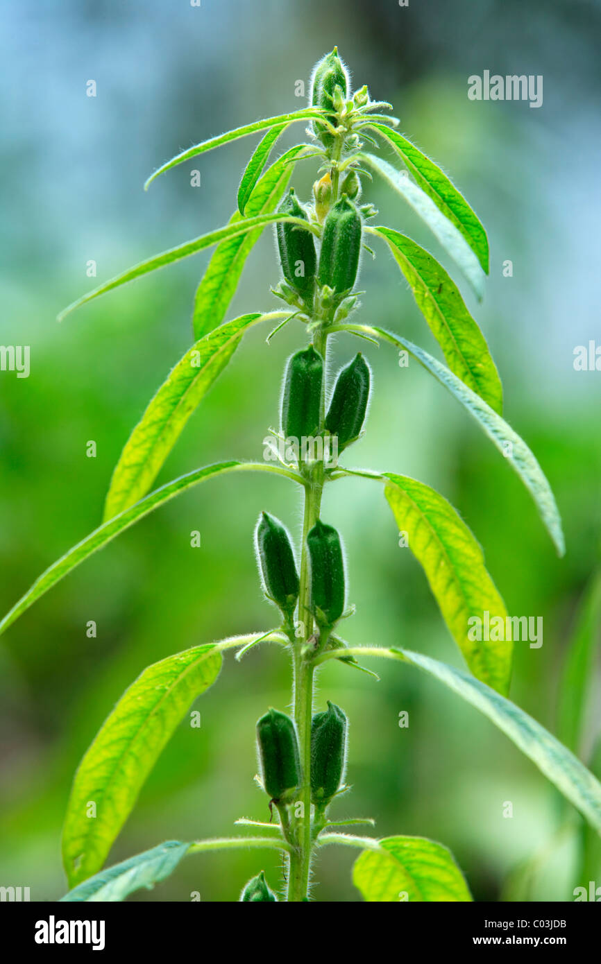 Sesame (Sesamum indicum), seed pods, Singapore, Asia Stock Photo