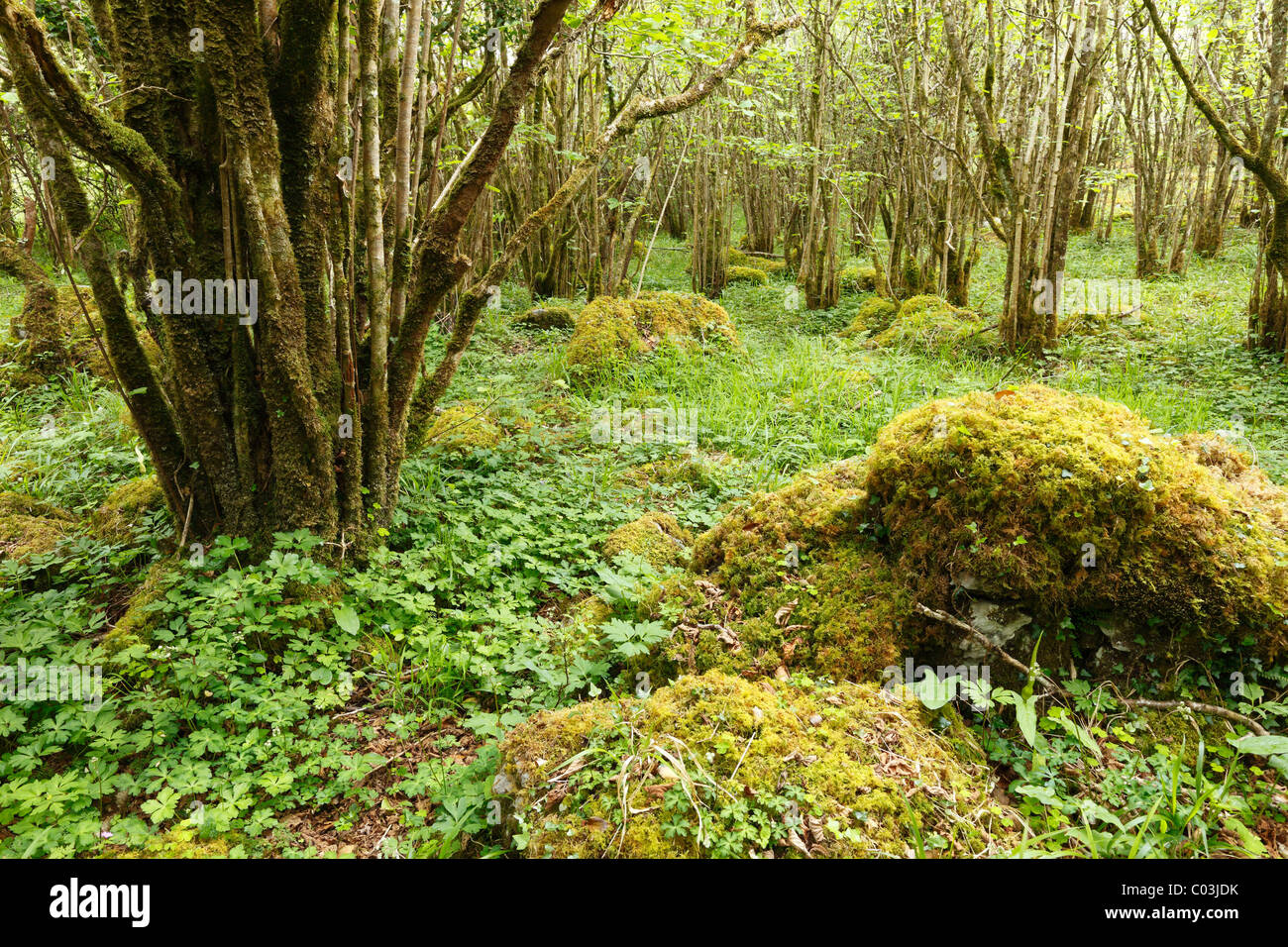 Hazel woods, Burren National Park, County Clare, Ireland, Europe Stock Photo
