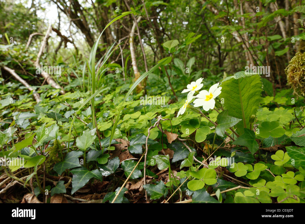 Herbs with primrose on the forest floor, Burren National Park, County Clare, Ireland, Europe Stock Photo