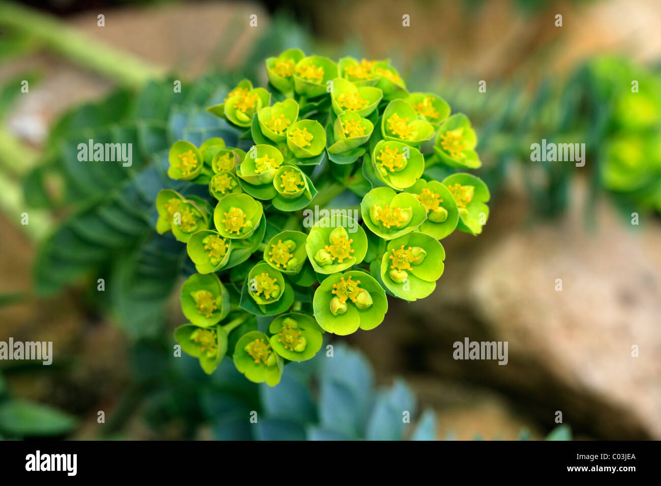Myrtle Spurge (Euphorbia myrsinites), Germany, Europe Stock Photo