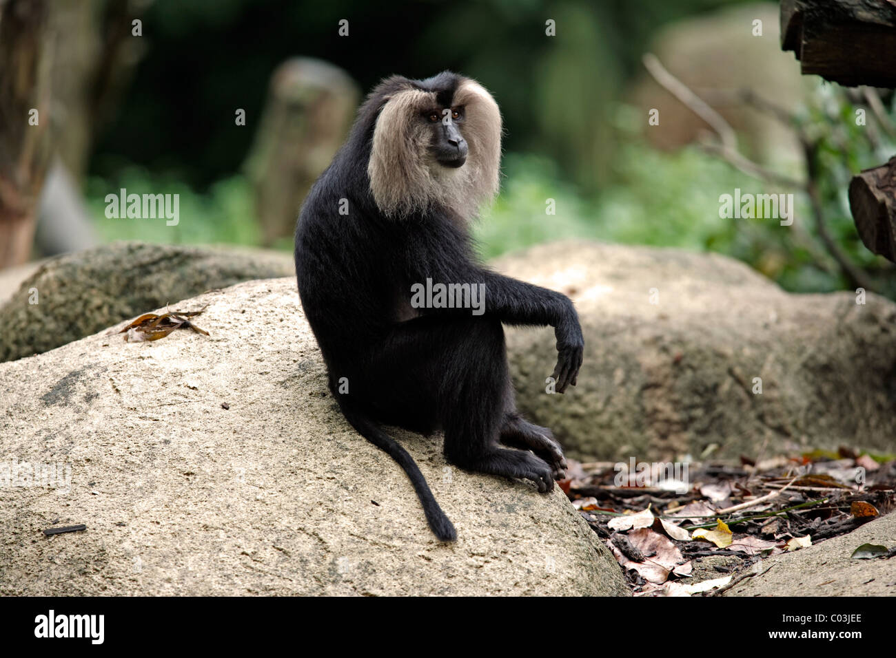 Lion-tailed Macaque (Macaca silenus), adult, India, Asia Stock Photo