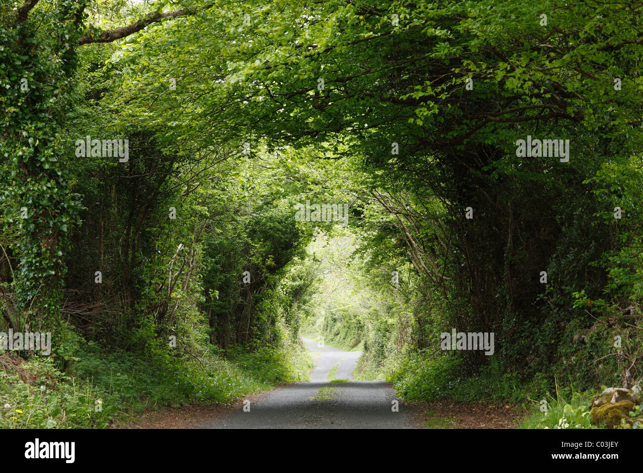 Small road through forest, Burren, County Clare, Ireland, Europe Stock Photo