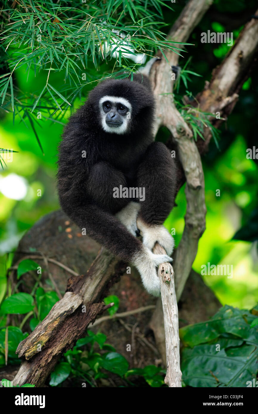 Gibbon affe hi-res stock photography and images - Alamy