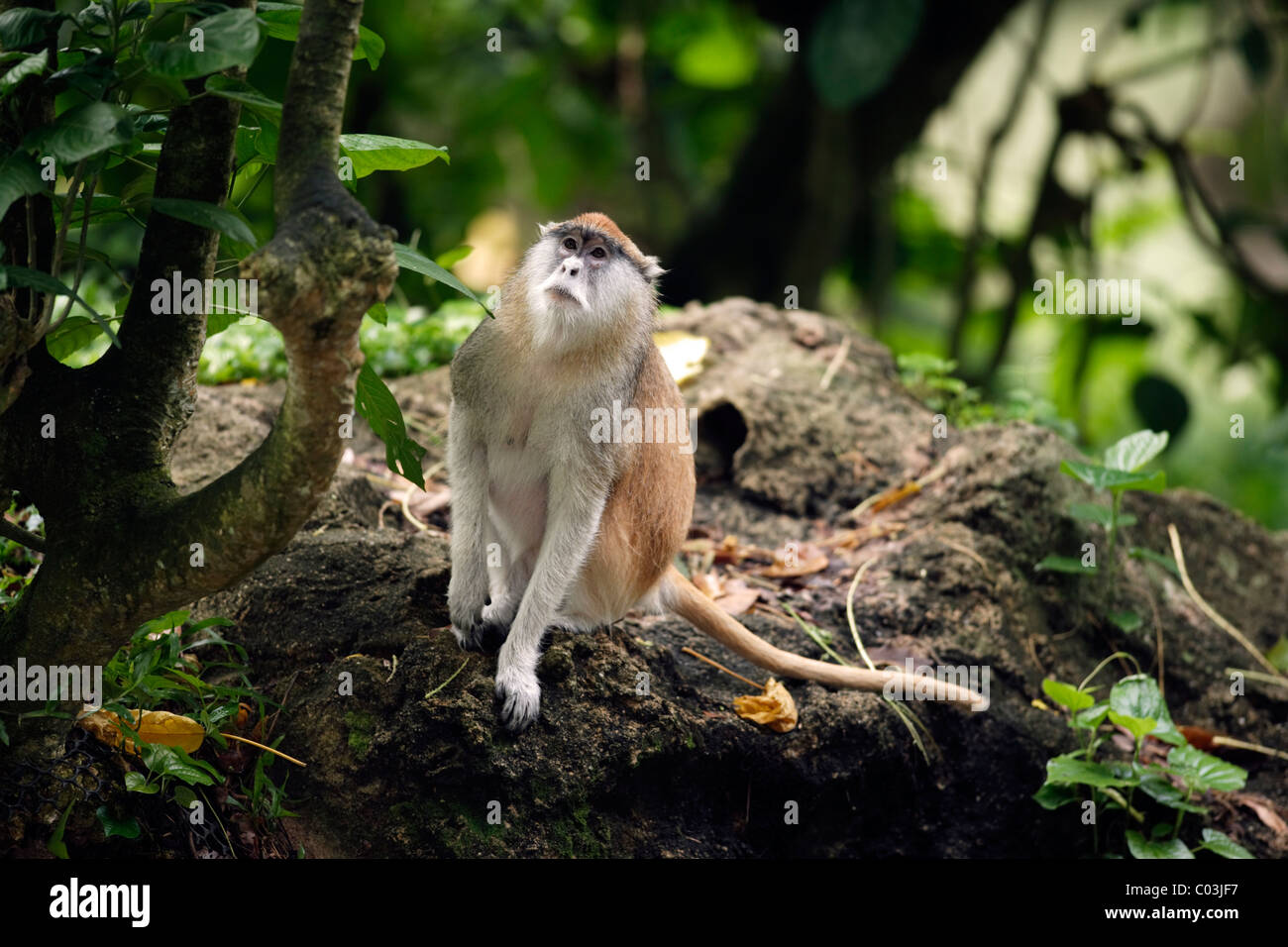 White-nosed Patas Monkey (Erythrocebus patas pyrrhonotus), adult, Tanzania, Africa Stock Photo