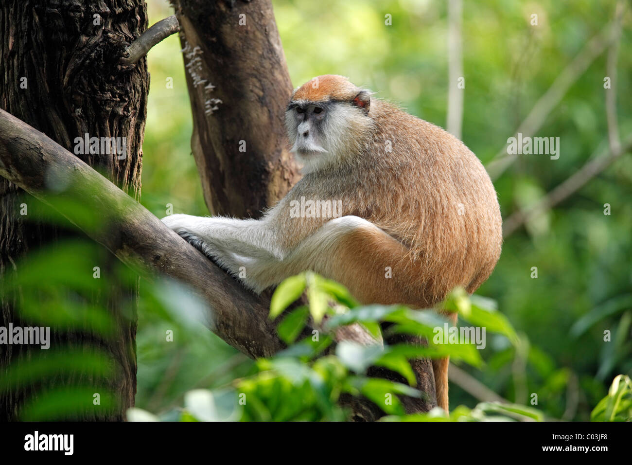 White-nosed Patas Monkey (Erythrocebus patas pyrrhonotus), adult in a tree, Tanzania, Africa Stock Photo