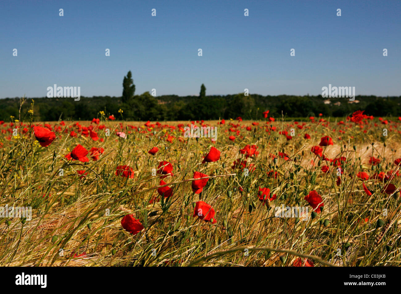 Wheat field with poppies near Le Pegu, Provence, France, Europe Stock Photo