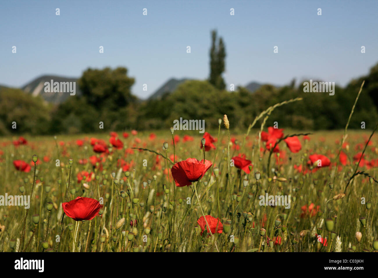 Wheat field with poppies near Le Pegu, Provence, France, Europe Stock Photo
