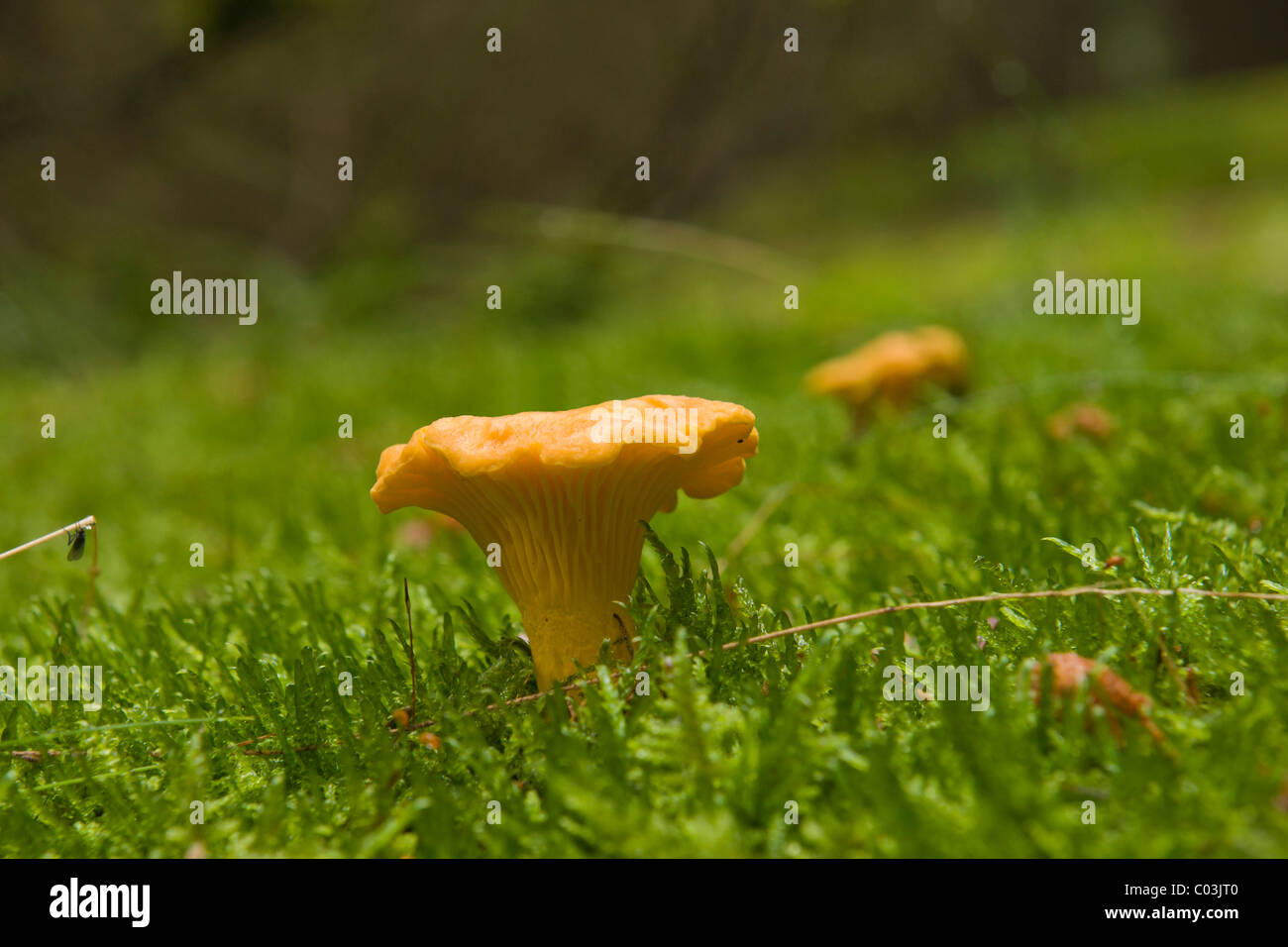 Golden Chanterelle mushroom (Cantharellus cibarius Stock Photo Alamy