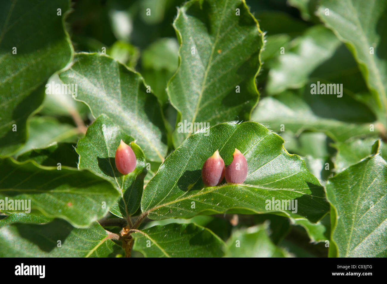 Galls of the Gall Midge (Mikiola fagi) on leaves of Common Beech (Fagus sylvatica) Stock Photo