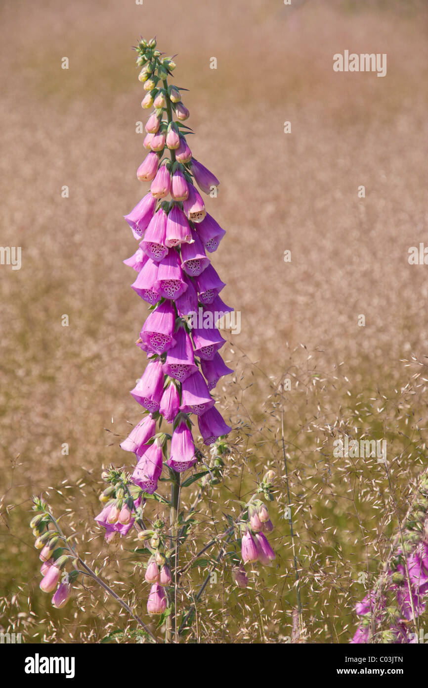 Foxglove (Digitalis purpurea) amidst Wavy Hair-grass (Deschampsia ...