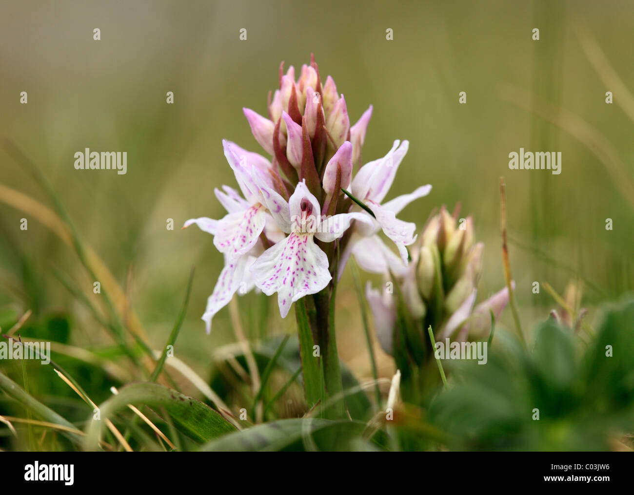 Heath Spotted Orchid or Moorland Spotted Orchid (Dactylorhiza maculata), Burren, Ireland, Europe Stock Photo