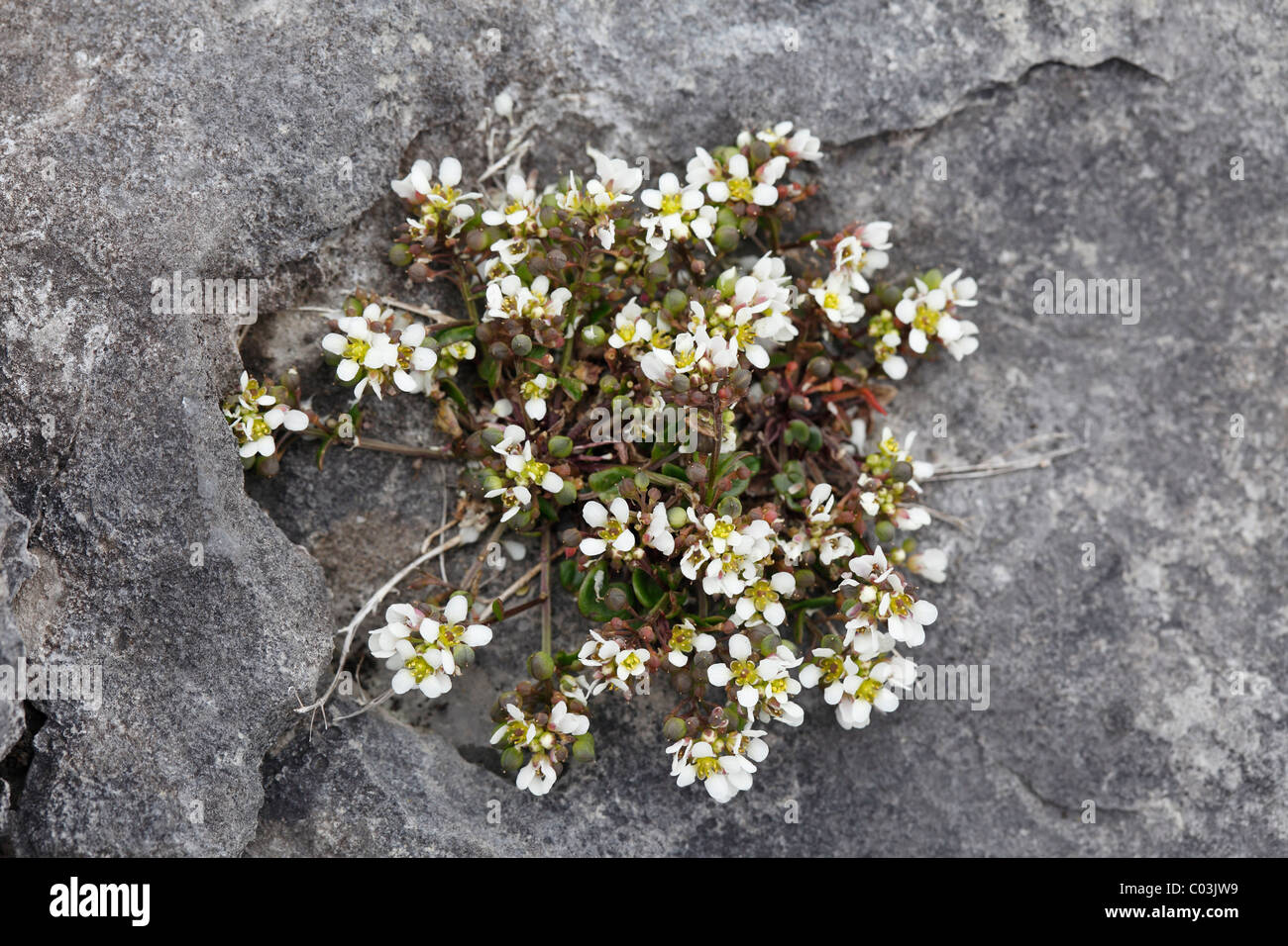 Common Scurvygrass (Cochlearia officinalis), Burren, Ireland, Europe Stock Photo