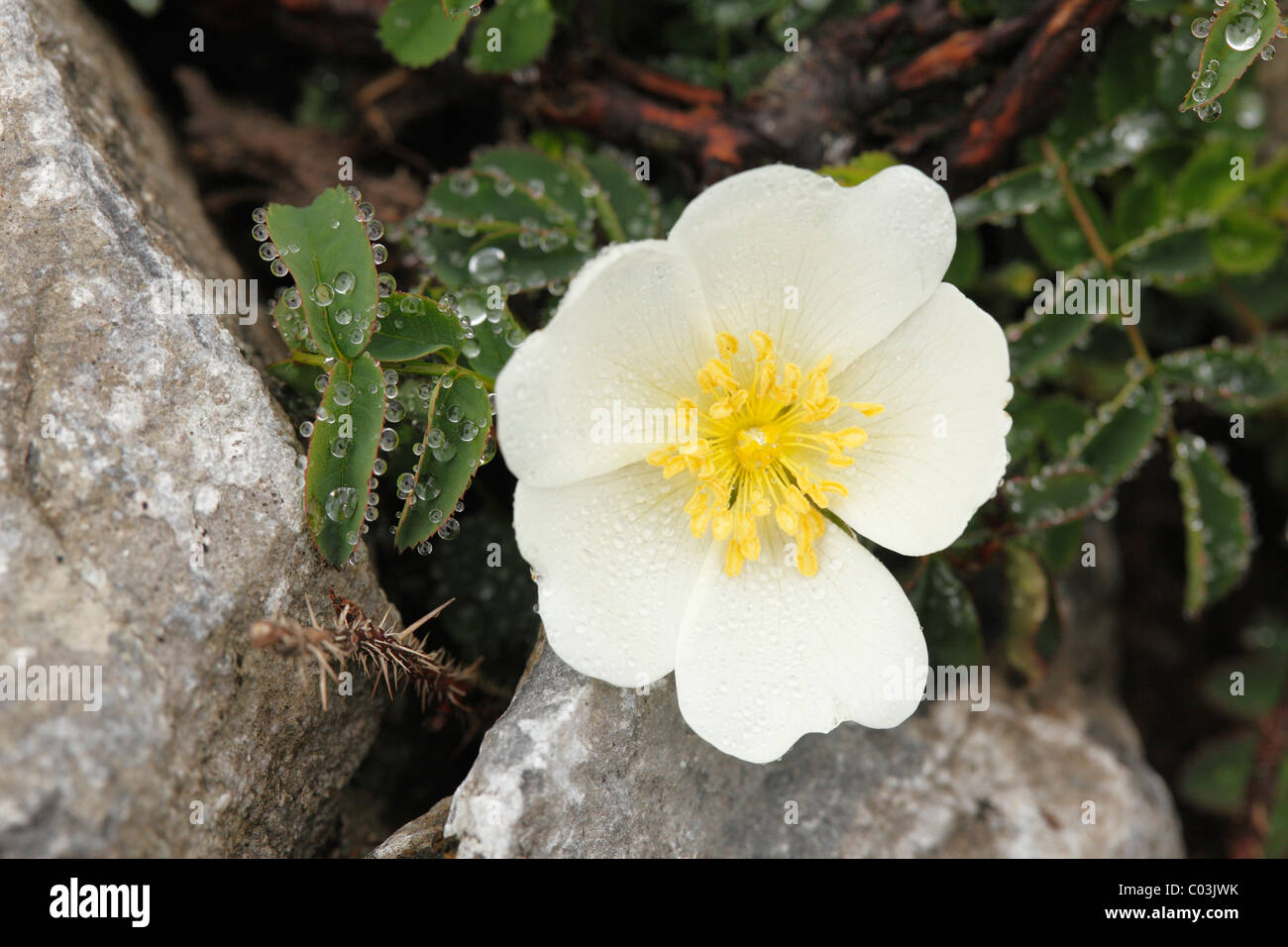 Flower of Burnet Rose (Rosa pimpinellifolia), Burren, County Clare, Ireland, Europe Stock Photo