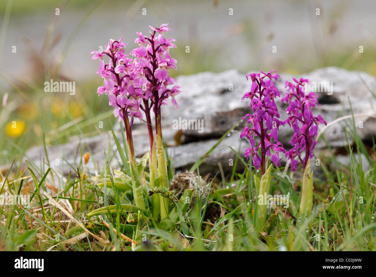 Early Purple Orchid (Orchis mascula), Burren, County Clare, Ireland, Europe Stock Photo
