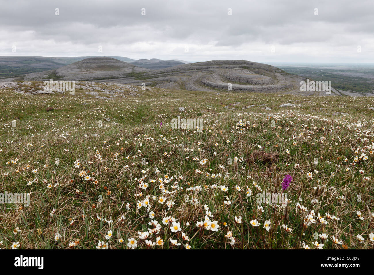 Meadow with Mountain Avens or White Dryas (Dryas octopetala), Burren National Park, County Clare, Ireland, Europe Stock Photo