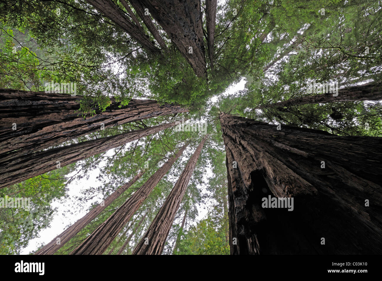Vegetation and Coastal Redwoods (Sequoia sempervirens), Muir Woods National Park, California, USA, North America Stock Photo