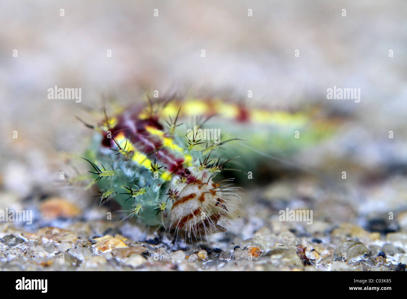 Indian Insect Pupa High Resolution Stock Photography and Images - Alamy