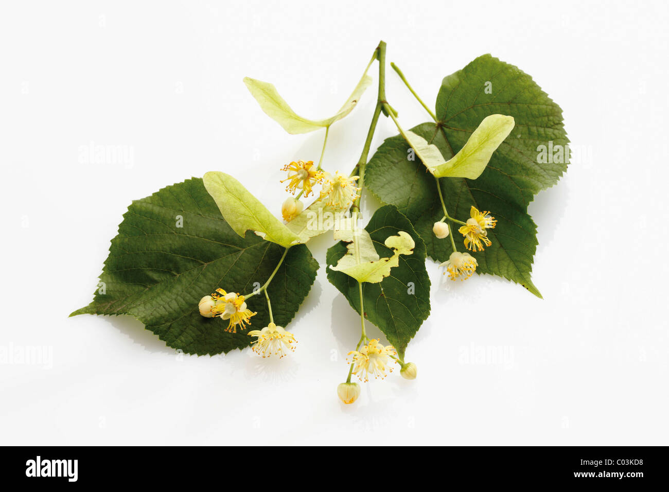 Lime or Linden (Tilia) leaves and flowers Stock Photo