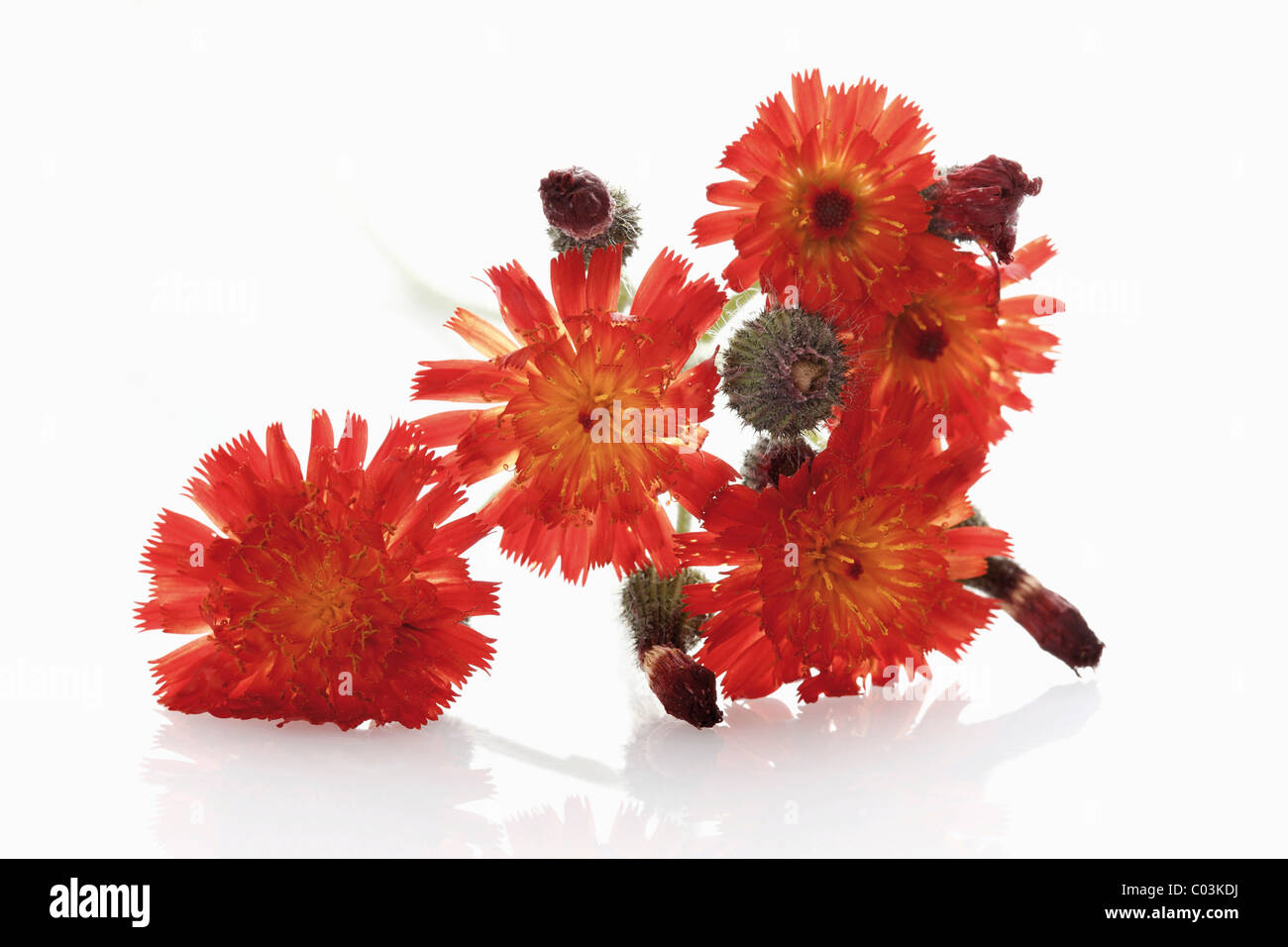 Fox-and-cubs or Orange Hawkweed (Hieracium aurantiacum) Stock Photo
