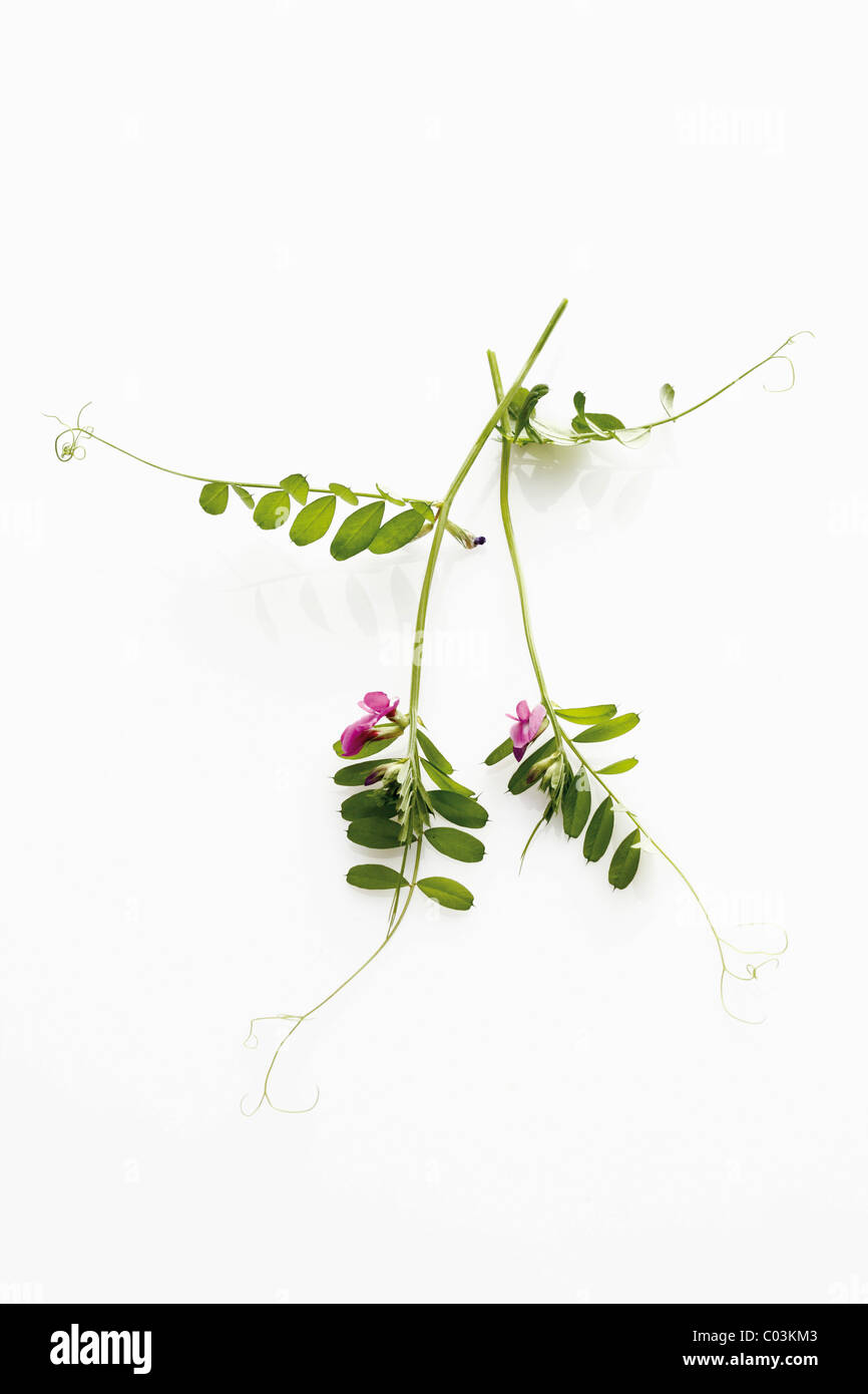 Tare or vetch (Vicia angustifolia) Stock Photo
