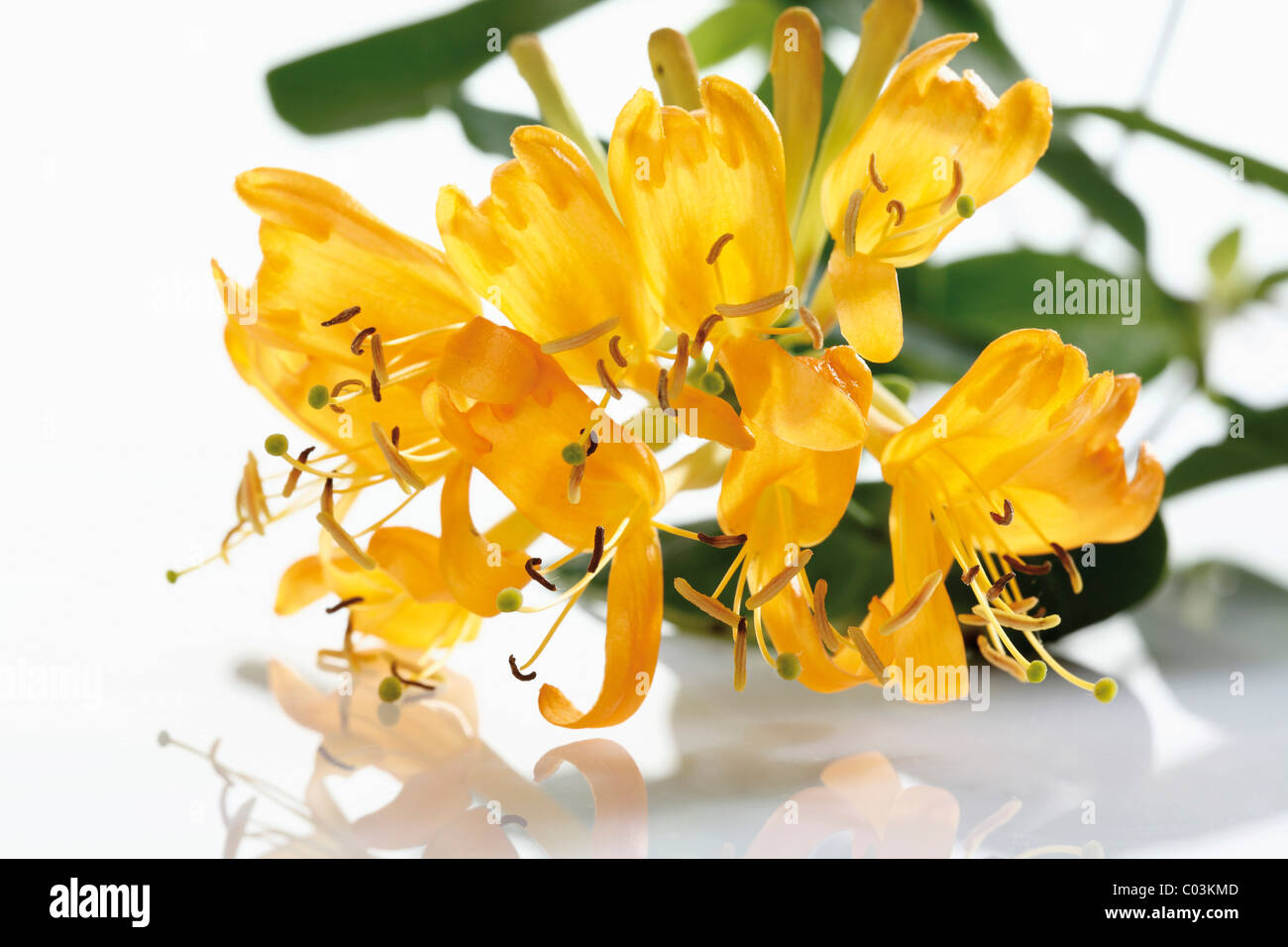 Honeysuckle (Lonicera x tellmanniana) Stock Photo