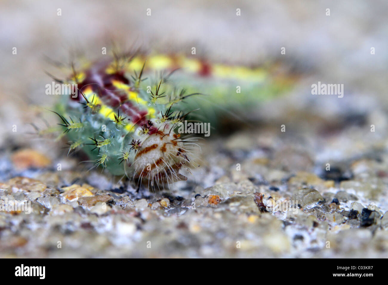 Indian caterpillar Stock Photo