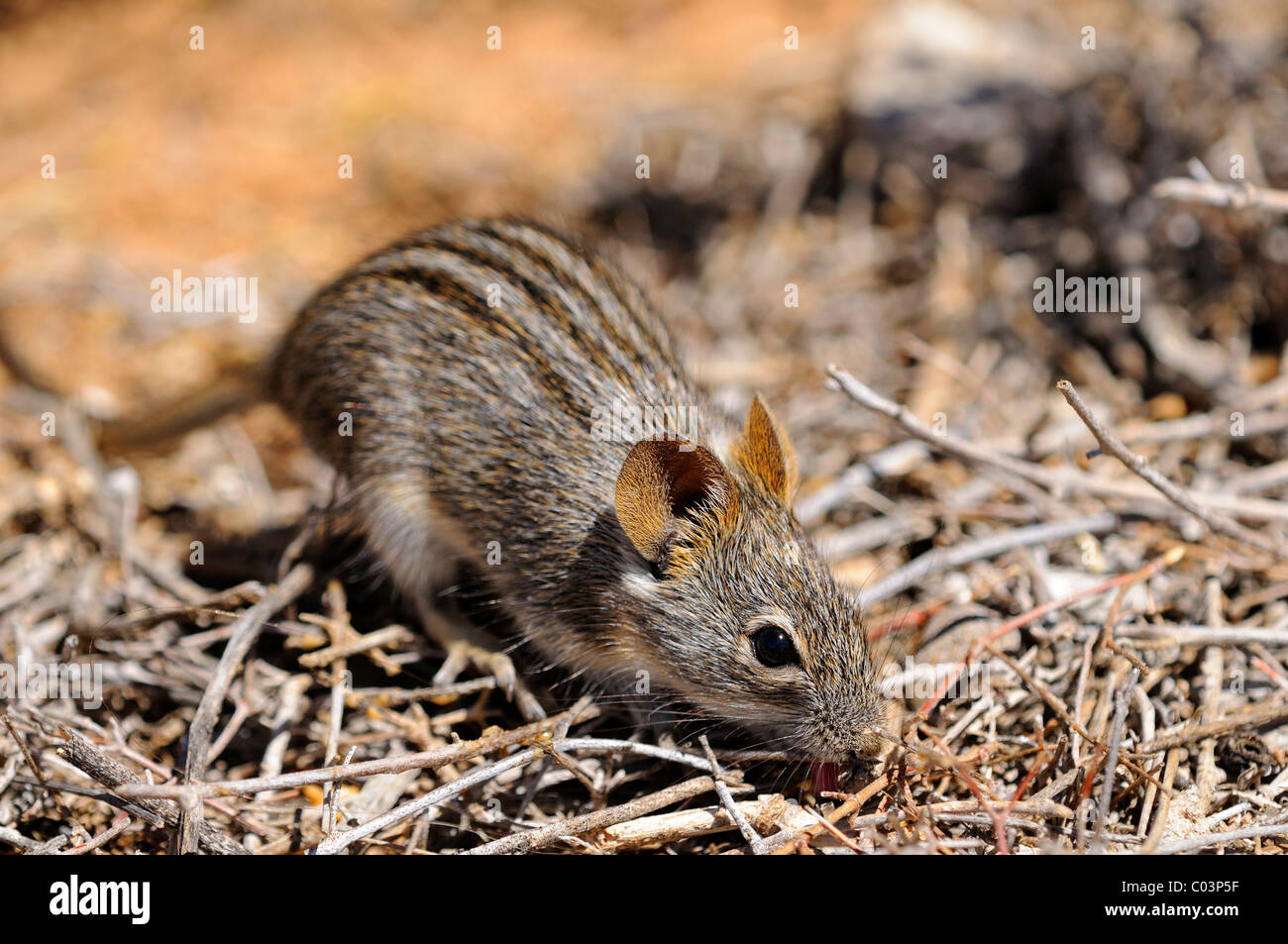Four-striped grass mouse, Rhabdomys pumilio, Namaqualand, South Africa Stock Photo