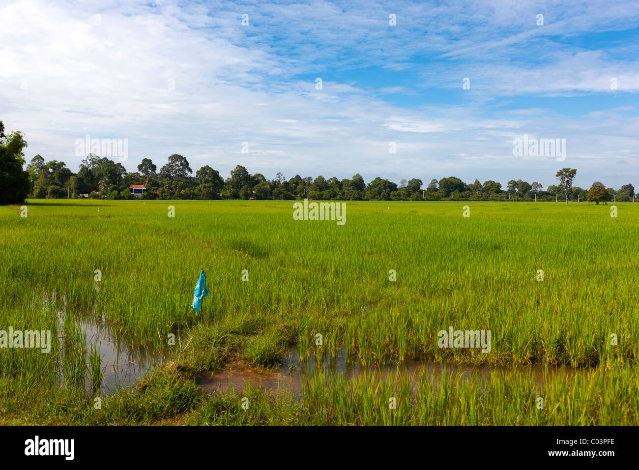 Landscape with rice field. Siem Reap Province. Cambodia. Asia Stock Photo