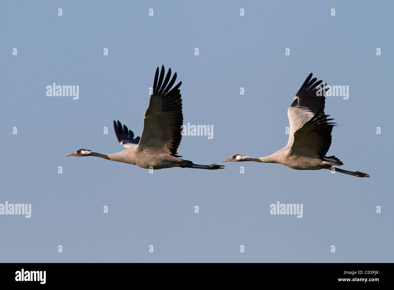 Common Crane (Grus grus) Stock Photo
