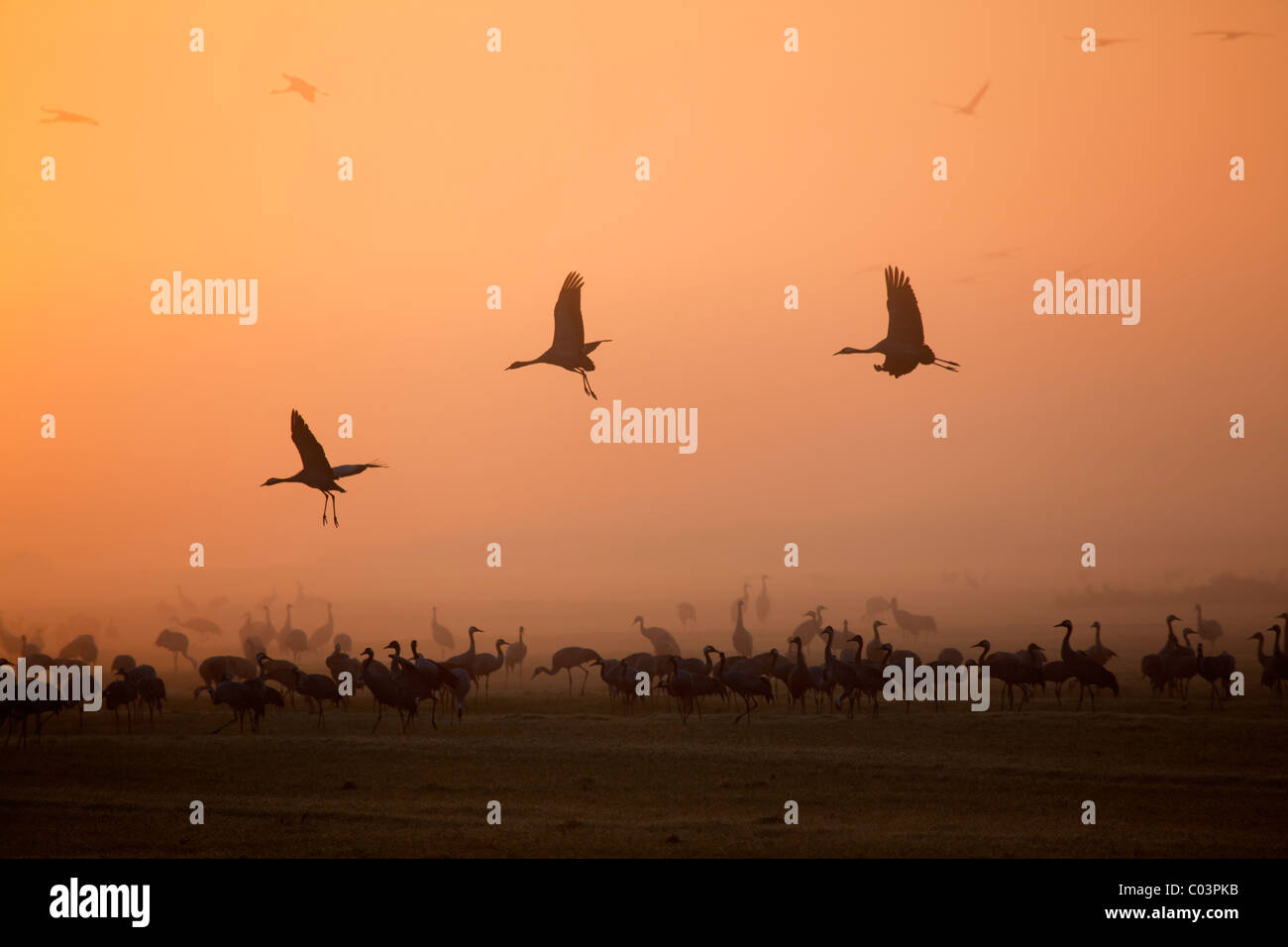 Common Cranes at sunrise (Grus grus) Stock Photo