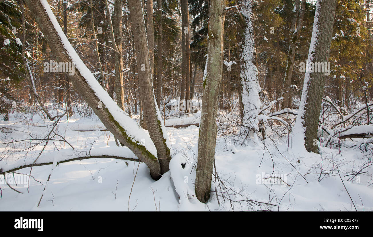 Mixed stand in sunny wintertime morning with snow wrapped old trees Stock Photo