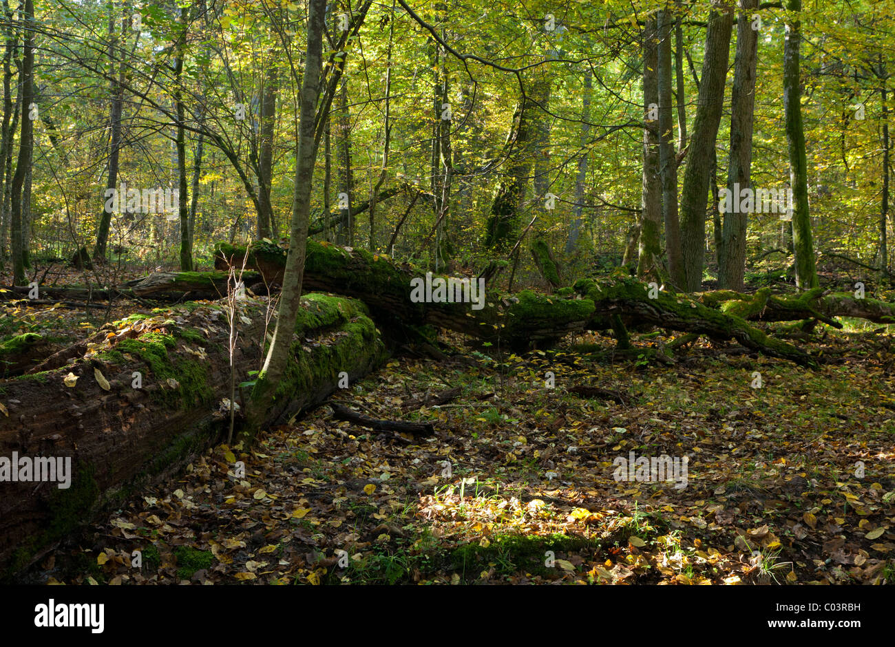 Autumn forest landscape with broken trees strictly nature protection area of Bialowieza National Park Stock Photo