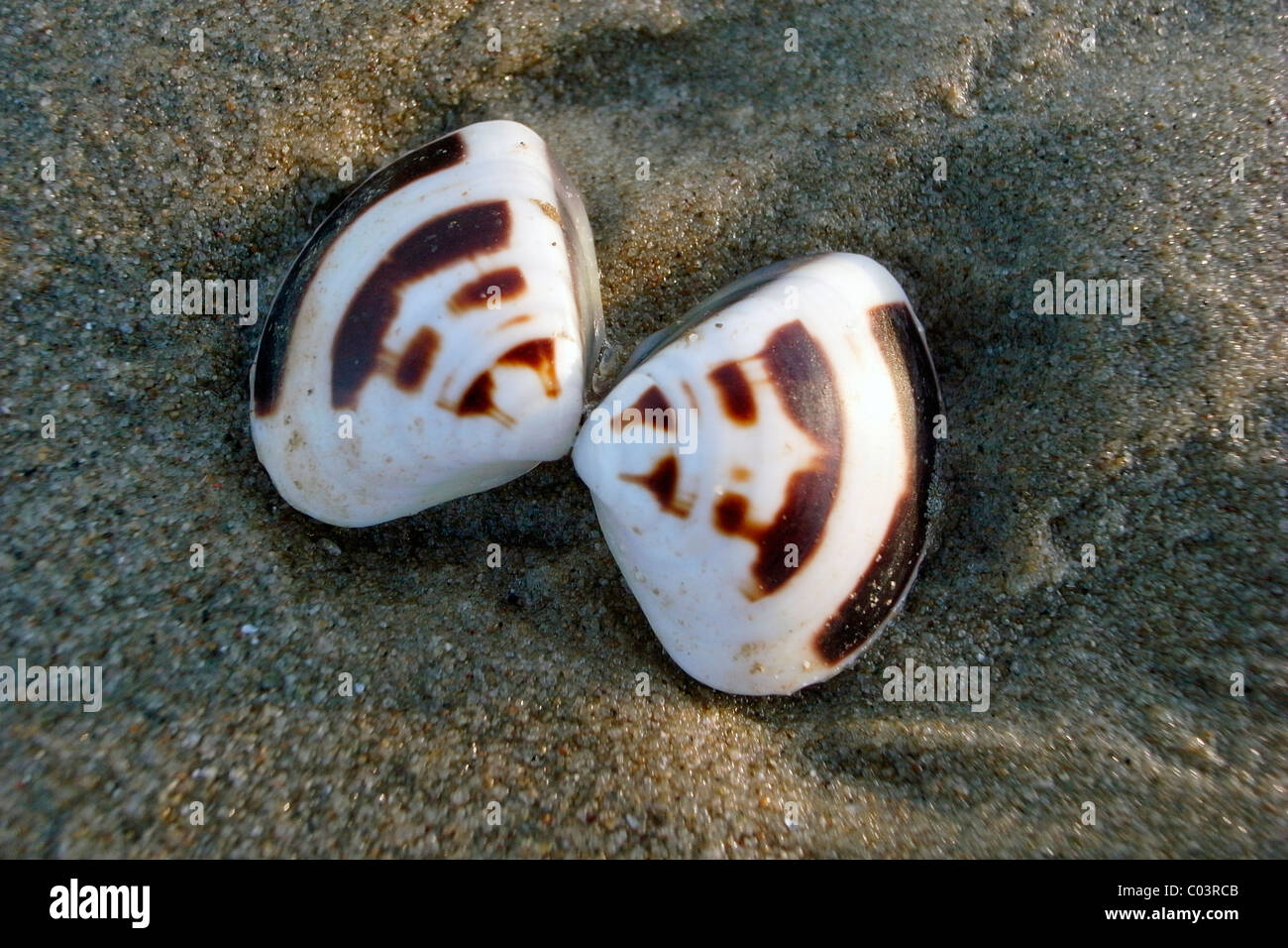 Clamshells on a sandy beach, detail Stock Photo