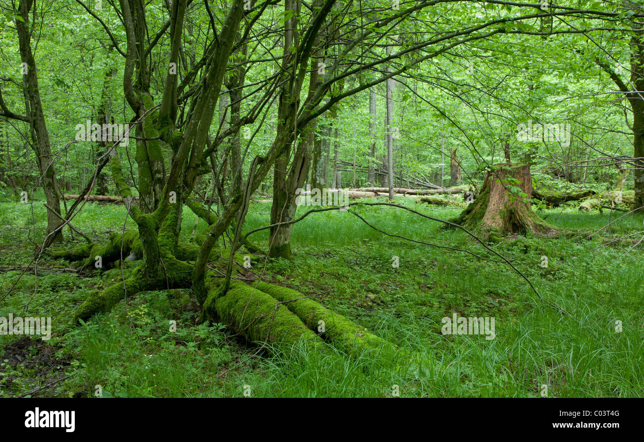 Moss covered linden broken tree with some branches still alive and
