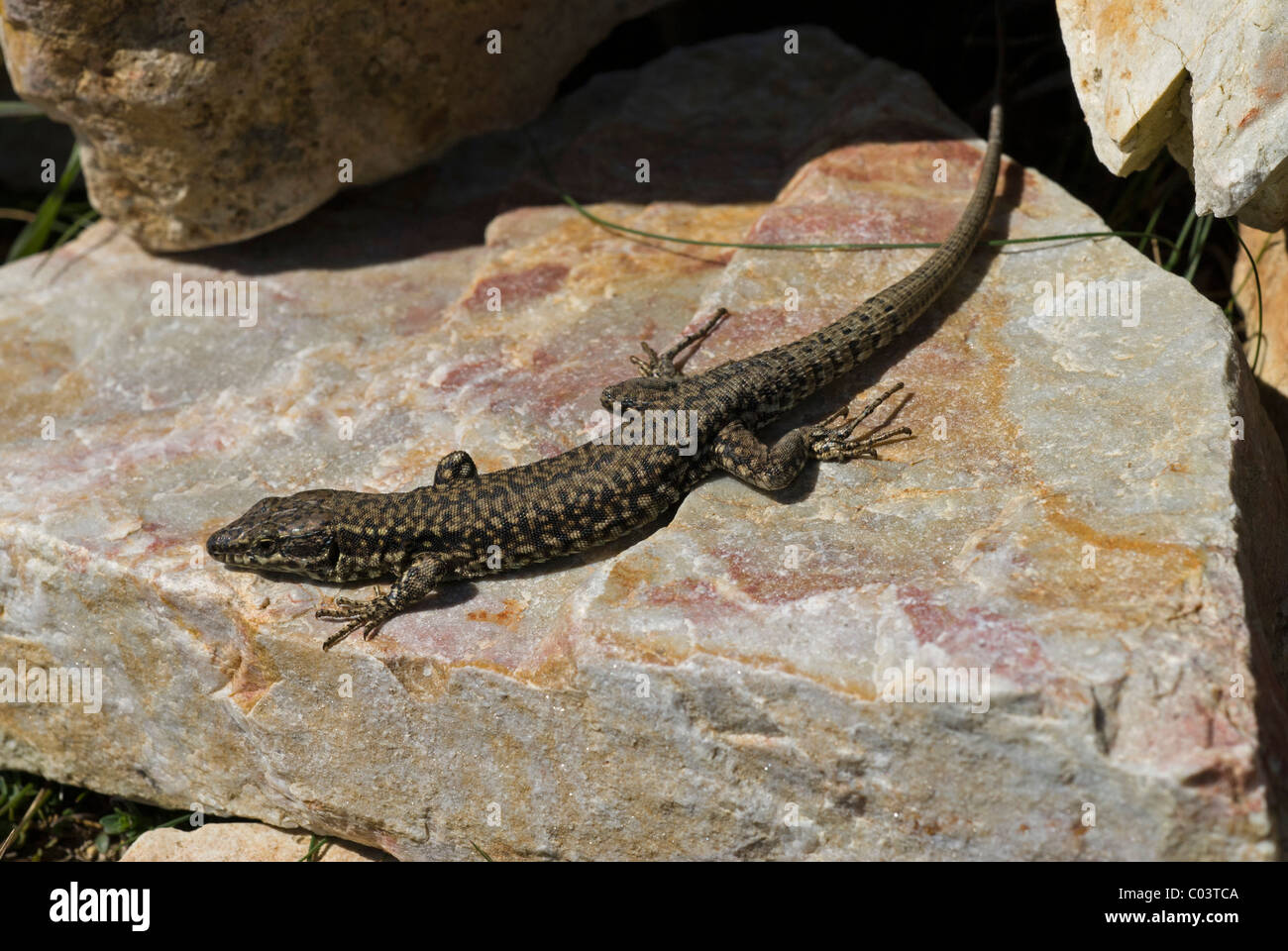 European Wall Lizard (Podarcis muralis), basking Stock Photo